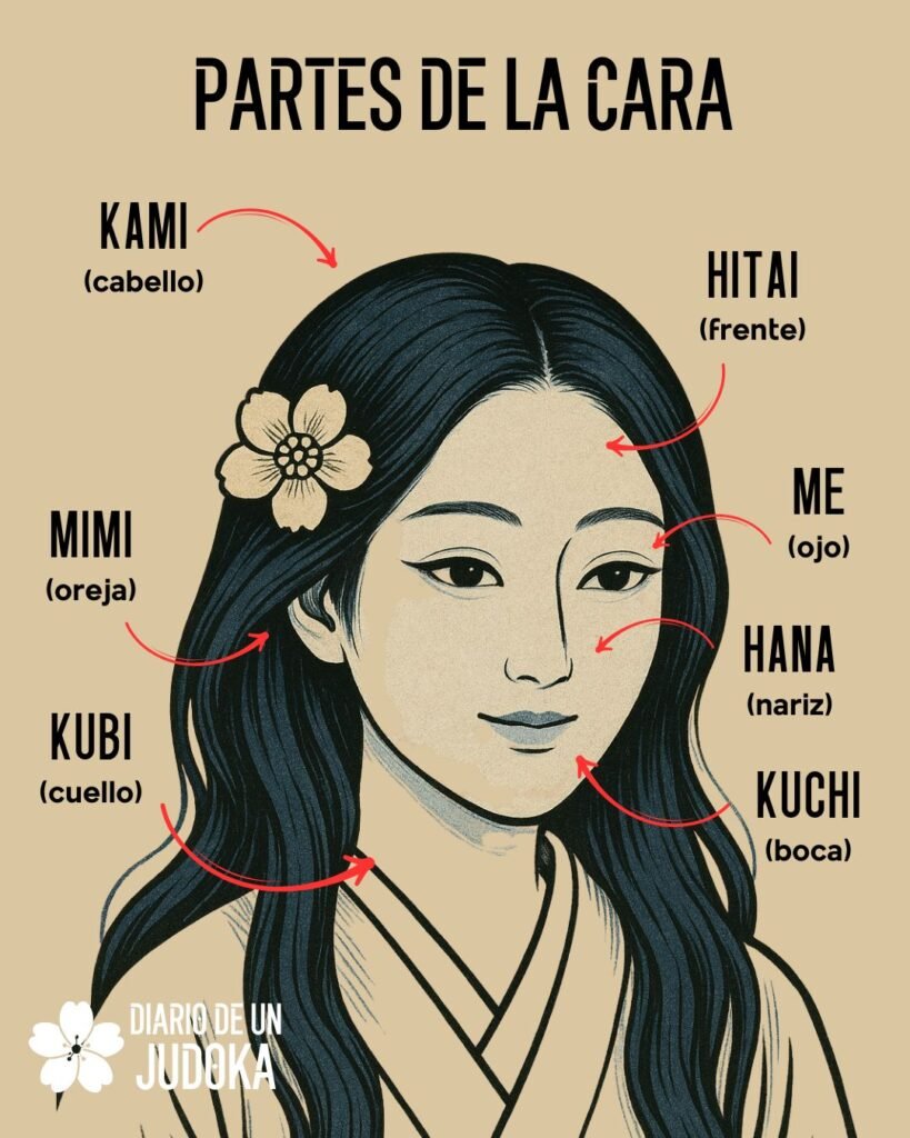 las diferentes partes de la cara en idioma japonés para el estudio del Judo